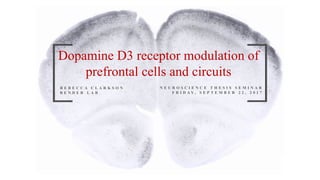Dopamine D3 receptor modulation of
prefrontal cells and circuits
N E U R O S C I E N C E T H E S I S S E M I N A R
F R I D A Y , S E P T E M B E R 2 2 , 2 0 1 7
R E B E C C A C L A R K S O N
B E N D E R L A B
 