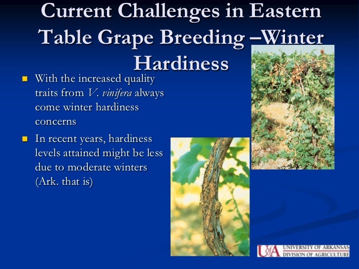 Table Grape Production and Varieties, by John R. Clark