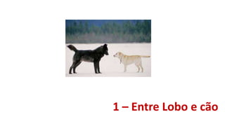 1 – Entre Lobo e cão
 