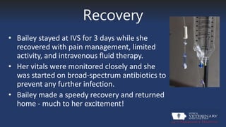Recovery
• Bailey stayed at IVS for 3 days while she
recovered with pain management, limited
activity, and intravenous fluid therapy.
• Her vitals were monitored closely and she
was started on broad-spectrum antibiotics to
prevent any further infection.
• Bailey made a speedy recovery and returned
home - much to her excitement!
 