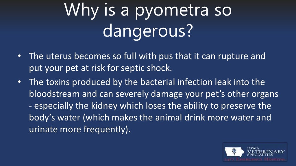 Pyometra