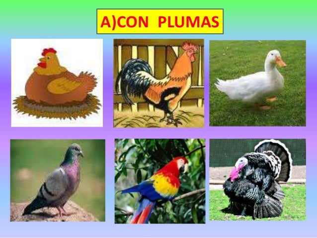 animales con plumas