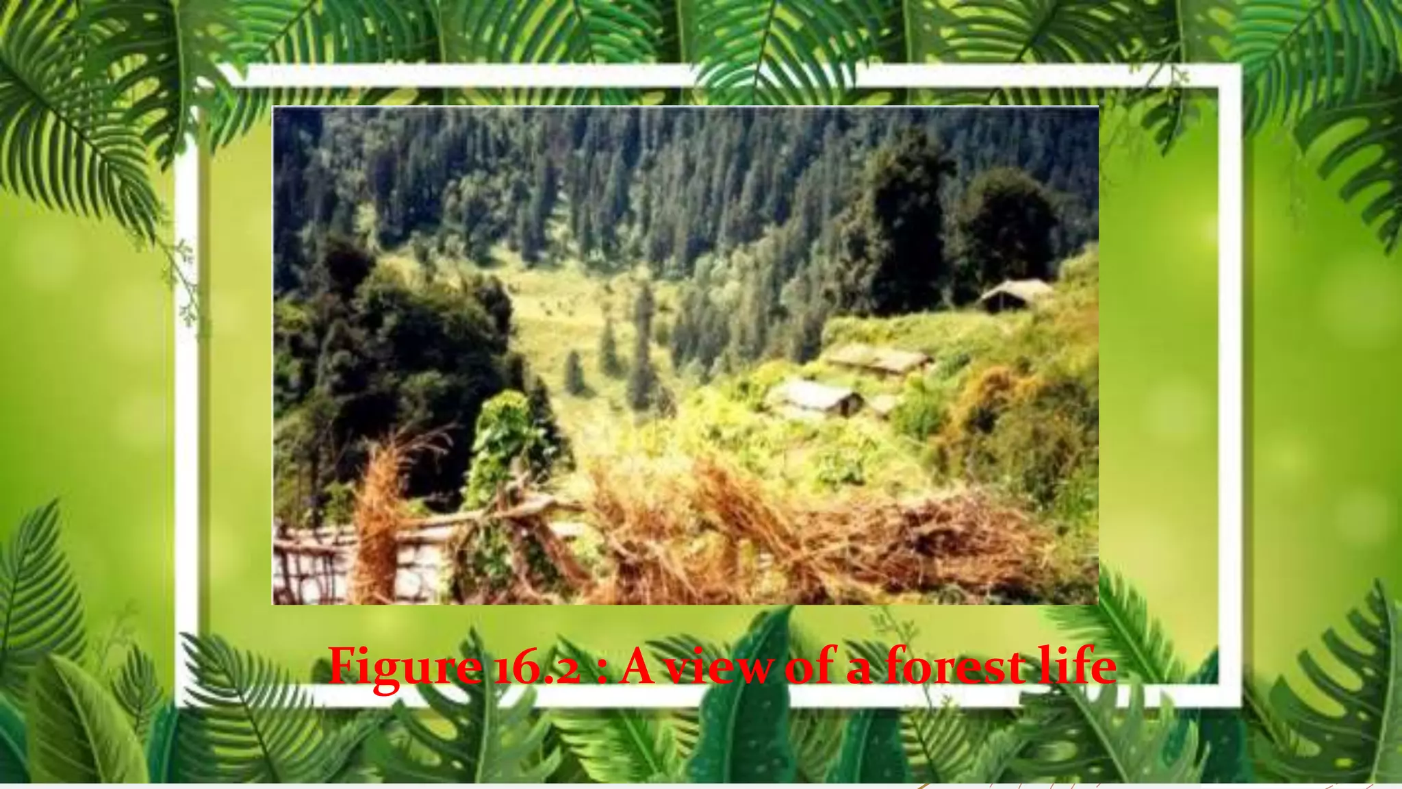 Figure 16.2 : A viewof a forest life
 