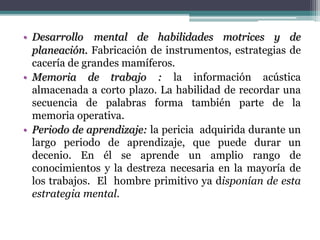 • Desarrollo mental de habilidades motrices y de
planeación. Fabricación de instrumentos, estrategias de
cacería de grandes mamíferos.
• Memoria de trabajo : la información acústica
almacenada a corto plazo. La habilidad de recordar una
secuencia de palabras forma también parte de la
memoria operativa.
• Periodo de aprendizaje: la pericia adquirida durante un
largo periodo de aprendizaje, que puede durar un
decenio. En él se aprende un amplio rango de
conocimientos y la destreza necesaria en la mayoría de
los trabajos. El hombre primitivo ya disponían de esta
estrategia mental.
 