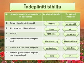 № Semnele caracteristice plantelor ce
se polenizează
Cu ajutorul vântului Cu ajutorul
insectelor
1. Corola (viu colorată, incoloră)
2. Au glande nectarifere ori nu au
3. Mirosul
4. Filamentul staminei este lung ori
scurt
5. Polenul este tare cleios, ori puțin
6. Numărul grăuncioarelor de polen
este (mare ori mic)
Îndepliniți tăblița
incoloră viu colorată
nu au au
fără miros mirositoare
filamentul lung filamentul scurt
puțin cleios tare cleios
mare mic
 