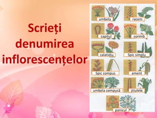 Scrieți
denumirea
inflorescențelor
umbela racem
capitul corimb
calatidiu Spic simplu
Spic compus ament
umbela compusă știulete
panicul
 