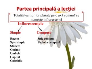 Partea principală a lecţiei
Inflorescenţele
Simple Compuse
Racem Spic compus
Spic simplu Umbela compusă
Știulete
Corimb
Umbela
Capitul
Calatidiu
Totalitatea florilor plasate pe o axă comună se
numeşte inflorescenţă
 