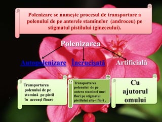Polenizarea
Autopolenizare Încrucişată Artificială
.
Transportarea
polenului de pe
stamină pe pistil
în aceeași floare
Transportarea
polenului de pe
antera staminei unei
flori pe stigmatul
pistilului alte-i flori .
Cu
ajutorul
omului
Polenizare se numeşte procesul de transportare a
polenului de pe anterele staminelor (androceu) pe
stigmatul pistilului (gineceului).
 