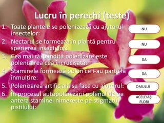 Lucru în perechi (teste)
1. Toate plantele se polenizează cu ajutorul
insectelor:
2. Nectarul se formează în plantă pentru
sperierea insectelor:
3. Cea mai răspândită polenizare este
polenizarea cea încrucișată:
4. Staminele formează polen ce i-au parte la
înmulțire:
5. Polenizarea artificială se face cu ajutorul:
6. În procesul autopolenizării polenul de pe
antera staminei nimerește pe stigmatul
pistilului:
NU
NU
DA
DA
OMULUI
ACELEIAȘI
FLORI
 
