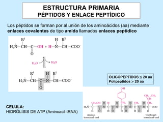 ESTRUCTURA PRIMARIA
               PÉPTIDOS Y ENLACE PEPTÍDICO
Los péptidos se forman por al unión de los aminoácidos (aa) mediante
enlaces covalentes de tipo amida llamados enlaces peptídico




                                                OLIGOPEPTIDOS ≤ 20 aa
                                                Polipeptidos > 20 aa




CELULA:
HIDRÓLISIS DE ATP (Aminoacil-tRNA)
 