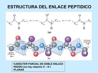 ESTRUCTURA DEL ENLACE PEPTIDICO




  •CARÁCTER PARCIAL DE DOBLE ENLACE
  •RIGIDO (no hay rotación C – N )
  •PLANAR
 