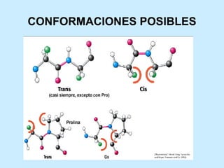 CONFORMACIONES POSIBLES
 