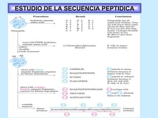 ESTUDIO DE LA SECUENCIA PEPTIDICA
 