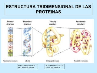 ESTRUCTURA TRIDIMENSIONAL DE LAS
          PROTEINAS




    PLEGAMIENTO LOCAL   PLEGAMIENTO DISTAL
    EN LA SECUCENCIA    EN LA SECUENCIA
 
