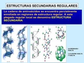ESTRUCTURAS SECUNDARIAS REGULARES




                            3,6 RESIDUOS /
                            VUELTA

                            1,5 Å ENTRE VUELTA
                            Y VUELTA
 