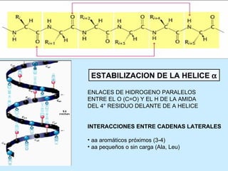 ESTABILIZACION DE LA HELICE α

ENLACES DE HIDROGENO PARALELOS
ENTRE EL O (C=O) Y EL H DE LA AMIDA
DEL 4° RESIDUO DELANTE DE A HELICE


INTERACCIONES ENTRE CADENAS LATERALES

• aa aromáticos próximos (3-4)
• aa pequeños o sin carga (Ala, Leu)
 