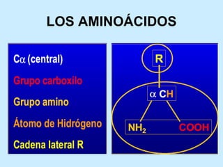 LOS AMINOÁCIDOS
 