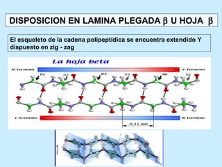 DISPOSICION EN LAMINA PLEGADA β U HOJA β

El esqueleto de la cadena polipeptídica se encuentra extendido Y
dispuesto en zig - zag
 