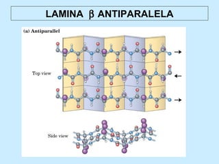 LAMINA β ANTIPARALELA
 
