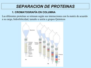 SEPARACION DE PROTEINAS
         1. CROMATOGRAFÍA EN COLUMNA
Las diferentes proteínas se retrasan según sus interacciones con la matriz de acuerdo
a su carga, hidrofobicidad, tamaño u unión a grupos Químicos
 