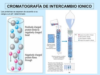 CROMATOGRAFÍA DE INTERCAMBIO IONICO
Las proteínas se separan de acuerdo a su
carga a un pH determinado
 
