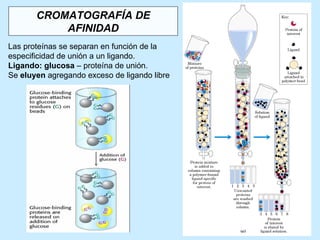 CROMATOGRAFÍA DE
           AFINIDAD
Las proteínas se separan en función de la
especificidad de unión a un ligando.
Ligando: glucosa – proteína de unión.
Se eluyen agregando exceso de ligando libre
 