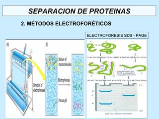 SEPARACION DE PROTEINAS
2. MÉTODOS ELECTROFORÉTICOS

                   ELECTROFORESIS SDS - PAGE
 