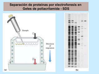 Separación de proteínas por electroforesis en
       Geles de poliacrilamida - SDS
 