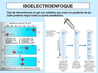 ISOELECTROENFOQUE
Tipo de electroforesis en gel con anfolitos que crean un gradiente de ph.
Cada proteína migra hasta su punto isoeléctrico.
 