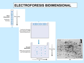 ELECTROFORESIS BIDIMENSIONAL
 