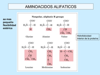 AMINOACIDOS ALIFATICOS


aa mas
pequeño
flexibilidad
estérica


                                        Hidrofobicidad
                                        Interior de la proteína
 