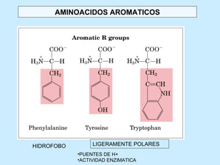 AMINOACIDOS AROMATICOS




HIDROFOBO        LIGERAMENTE POLARES
            •PUENTES DE H+
            •ACTIVIDAD ENZIMATICA
 