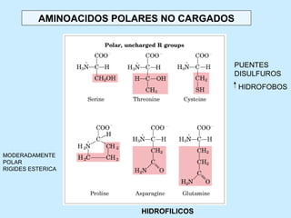 AMINOACIDOS POLARES NO CARGADOS



                                         PUENTES
                                         DISULFUROS
                                            HIDROFOBOS




MODERADAMENTE
POLAR
RIGIDES ESTERICA




                          HIDROFILICOS
 