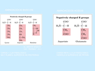 AMINOACIDOS BASICOS                   AMINOACIDOS ACIDOS




                    EL MENOS BASICO
                    CAT. ENZIMAT. (H+)

CARGA + A pH FISIOLOGICO                 CARGA NETA (-) A pH FISIOLOGICO
MUY PLARES, SUPERFICE DE PROTEINAS       HIDRFILO S SUPERFICE DE PRTEIN
 