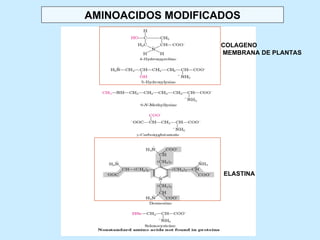 AMINOACIDOS MODIFICADOS

                    COLAGENO
                    MEMBRANA DE PLANTAS




                    ELASTINA
 