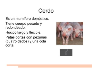 Cerdo Es un mamífero doméstico. 