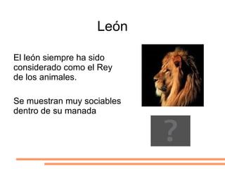 Gato Animal doméstico. 