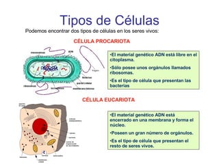 Tipos de Células Podemos encontrar dos tipos de células en los seres vivos: CÉLULA PROCARIOTA El material genético ADN está libre en el citoplasma. Sólo posee unos orgánulos llamados ribosomas. Es el tipo de célula que presentan las bacterias CÉLULA EUCARIOTA El material genético ADN está encerrado en una membrana y forma el núcleo. Poseen un gran número de orgánulos. Es el tipo de célula que presentan el resto de seres vivos. 
