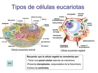 Tipos de células eucariotas Célula eucariota animal Célula eucariota vegetal Recuerda: que la célula vegetal se caracteriza por: Tener una  pared celular  además de membrana Presenta  cloroplastos , responsables de la fotosíntesis Carece de  centriolos . 