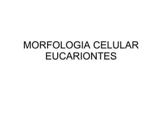 MORFOLOGIA CELULAR EUCARIONTES 