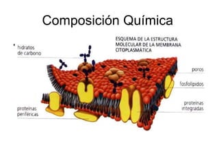 Composición Química  Lípidos : La membrana es un complejo formado fundamentalmente por Lípidos, que se disponen en una doble capa o bicapa lipidia, en la que se insertan distintos tipos de Proteínas  