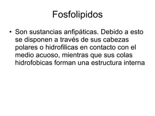 Fosfolipidos Son sustancias anfipáticas. Debido a esto se disponen a través de sus cabezas polares o hidrofilicas en contacto con el medio acuoso, mientras que sus colas hidrofobicas forman una estructura interna  