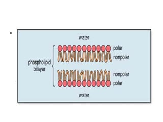 Por consiguiente, cuando los fosfolípidos se colocan en agua forman una bicapa con las porciones principales (polares) hidrofílicas de las moléculas que hacen frente al agua y las porciones (no polares) hidrofóbicas de la cola lejos del agua. Esto crea un límite que separa el agua de cualquier lado. Los fosfolípidos forman la membrana de las células y los organelos de las células eucariotas. 