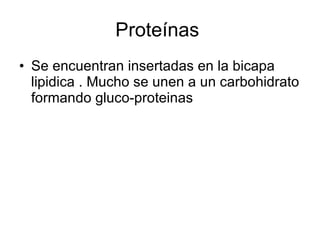 Proteínas  Se encuentran insertadas en la bicapa lipidica . Mucho se unen a un carbohidrato formando gluco-proteinas 
