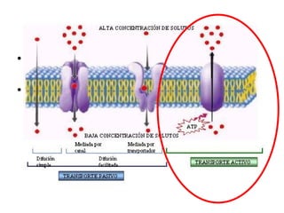 Trasporte Activo Ocurre en contra la Gradiente de Concentración  Se requiere Energía y hay la intervención de una Proteína Trasportadora  