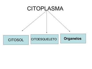 CITOPLASMA  CITOSOL CITOESQUELETO  Organelos  