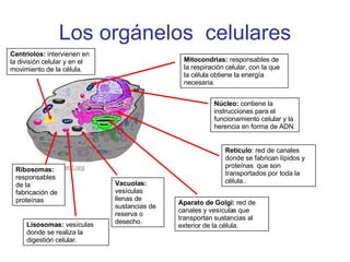 Los orgánelos  celulares Núcleo:  contiene la instrucciones para el funcionamiento celular y la herencia en forma de ADN. Mitocondrias:  responsables de la respiración celular, con la que la célula obtiene la energía necesaria. Retículo : red de canales donde se fabrican lípidos y proteínas  que son transportados por toda la célula.. Aparato de Golgi:  red de canales y vesículas que transportan sustancias al exterior de la célula. Vacuolas:  vesículas llenas de sustancias de reserva o desecho. Lisosomas:  vesículas donde se realiza la digestión celular. Ribosomas:  responsables de la fabricación de proteínas Centriolos:  intervienen en la división celular y en el movimiento de la célula. 