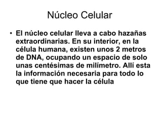 Núcleo Celular  El núcleo celular lleva a cabo hazañas extraordinarias. En su interior, en la célula humana, existen unos 2 metros de DNA, ocupando un espacio de solo unas centésimas de milímetro. Allí esta la información necesaria para todo lo que tiene que hacer la célula   