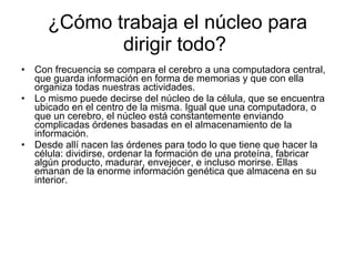 ¿Cómo trabaja el núcleo para dirigir todo?  Con frecuencia se compara el cerebro a una computadora central, que guarda información en forma de memorias y que con ella organiza todas nuestras actividades.  Lo mismo puede decirse del núcleo de la célula, que se encuentra ubicado en el centro de la misma. Igual que una computadora, o que un cerebro, el núcleo está constantemente enviando complicadas órdenes basadas en el almacenamiento de la información.  Desde allí nacen las órdenes para todo lo que tiene que hacer la célula: dividirse, ordenar la formación de una proteína, fabricar algún producto, madurar, envejecer, e incluso morirse. Ellas emanan de la enorme información genética que almacena en su interior. 