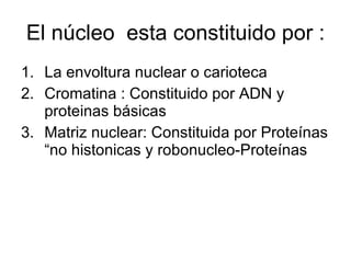 El núcleo  esta constituido por : La envoltura nuclear o carioteca Cromatina : Constituido por ADN y proteinas básicas Matriz nuclear: Constituida por Proteínas “no histonicas y robonucleo-Proteínas  